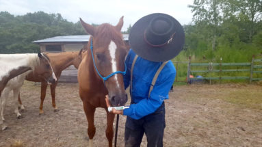 how to give a horse wormer and shots