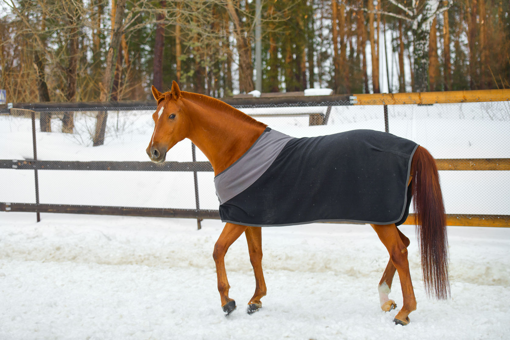 Should I Blanket My Horse