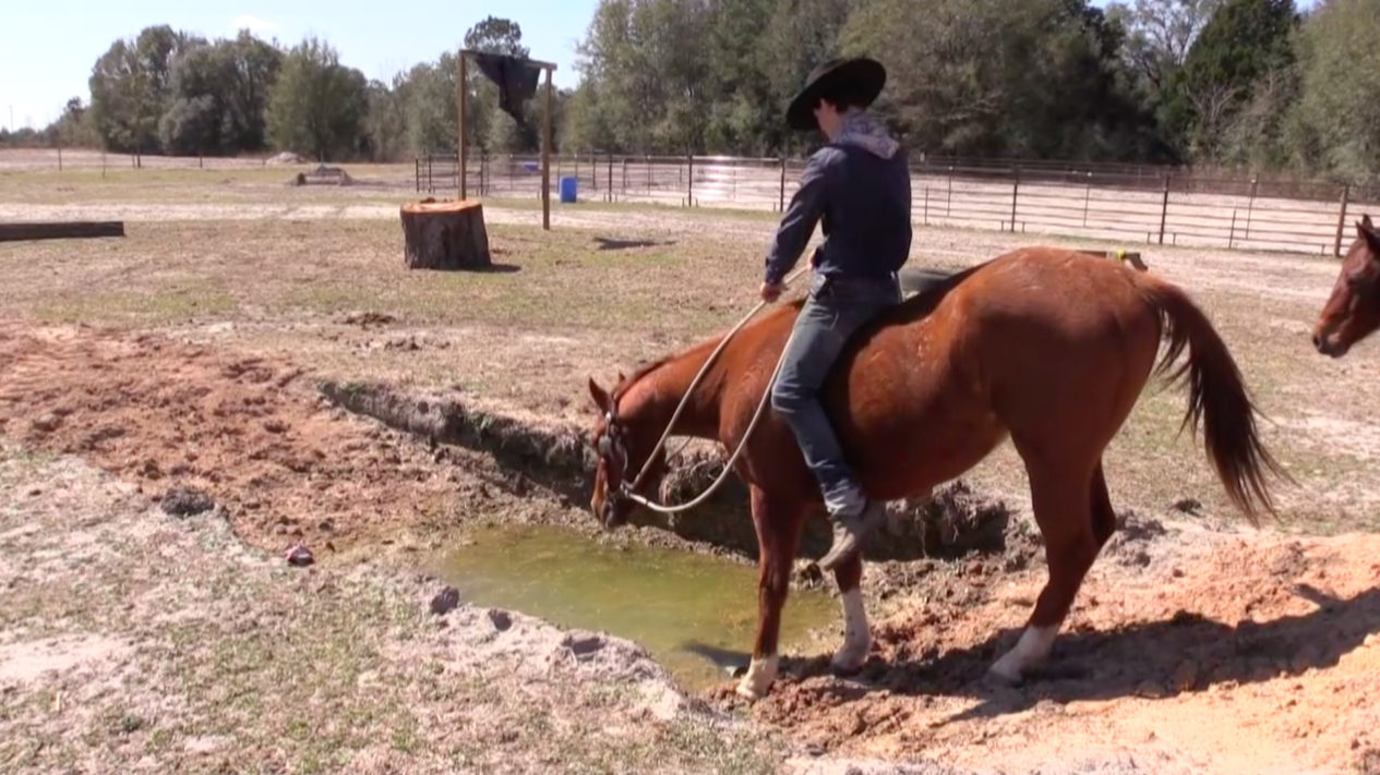 Horse Balking Training Tips