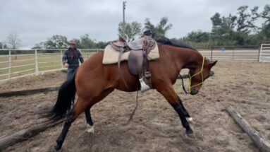 bucking-horse-roundpen