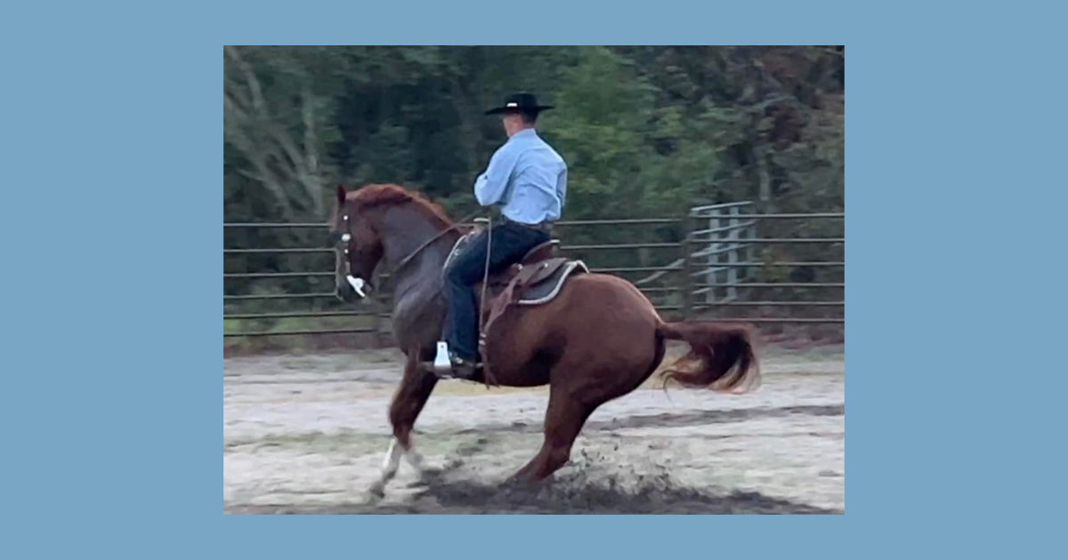 Slowing Down And Stopping Your Horse Carson James Blog