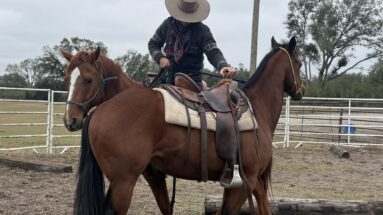 solving-horse-problems-blog
