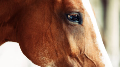 equine neurology and physical health blog